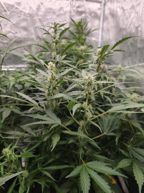 Wedding Cake auto OSS. Week 6