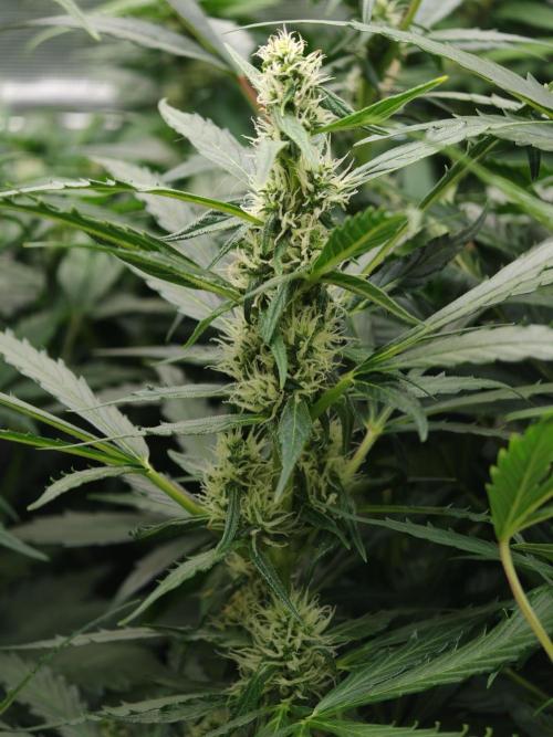 Wedding Cake auto OSS. Week 6