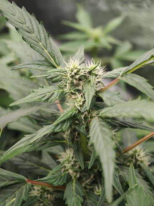 Wedding Cake Auto. Week 6