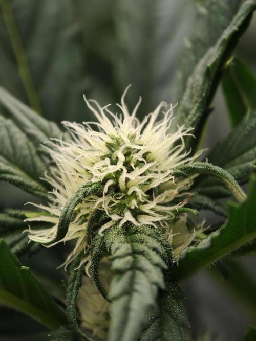 Melon Mosh auto OSS. Week 6