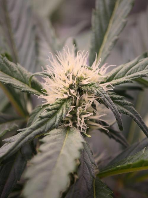 Melon Mosh auto OSS. Week 6