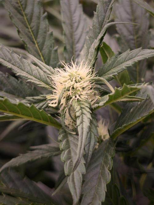 Melon Mosh auto OSS. Week 6
