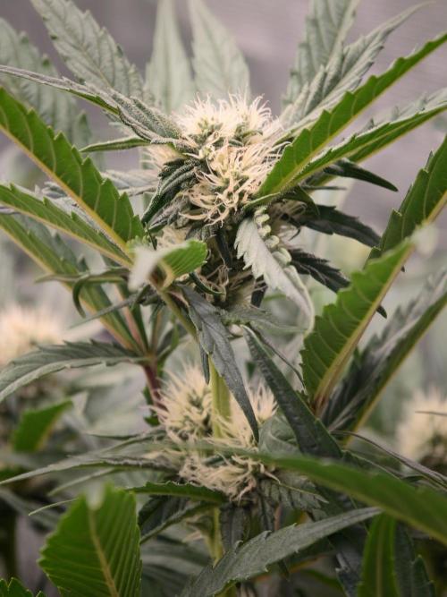 Melon Mosh Auto. Week 6
