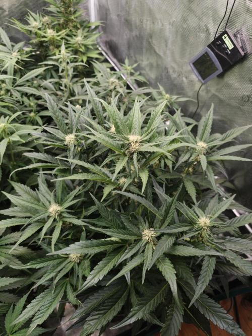Melon Mosh auto OSS. Week 6