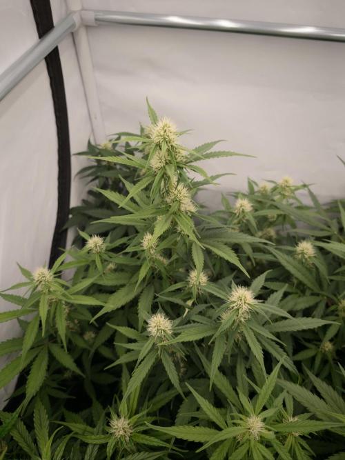 Colorado Cookies XL auto OSS. Week 6