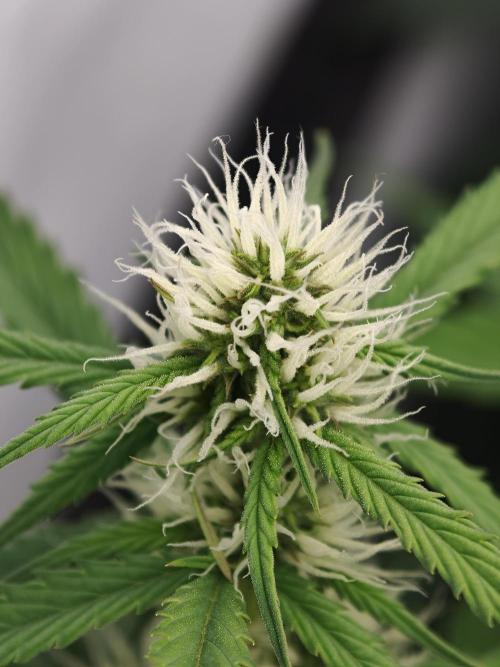 Colorado Cookies XL auto OSS. Week 6
