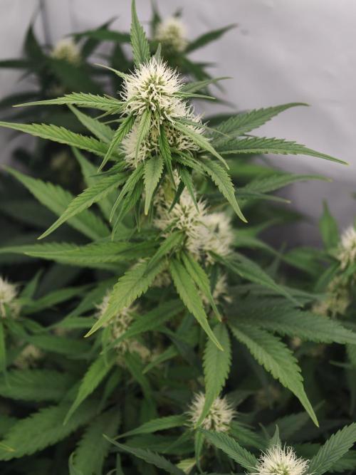 Colorado Cookies XL auto OSS. Week 6