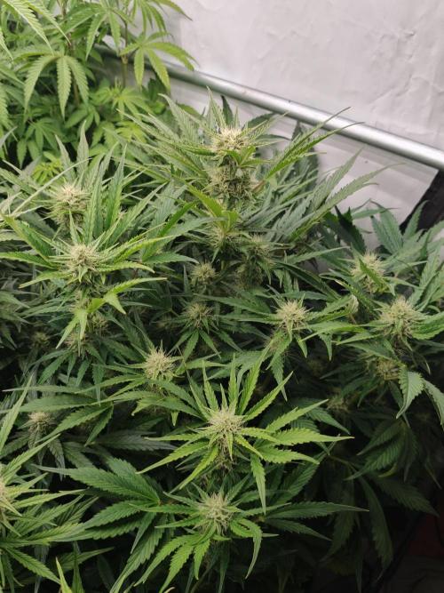Blueberry Cookies. Week 8