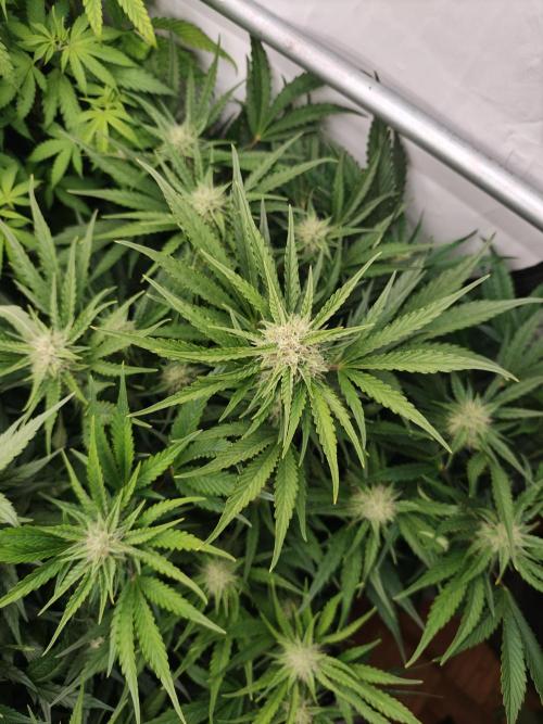 Blueberry Cookies. Week 8