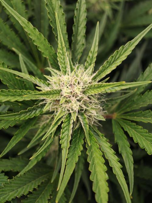Blueberry Cookies. Week 8