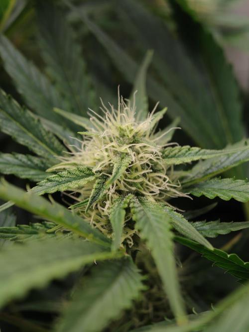 Blueberry Cookies. Week 8