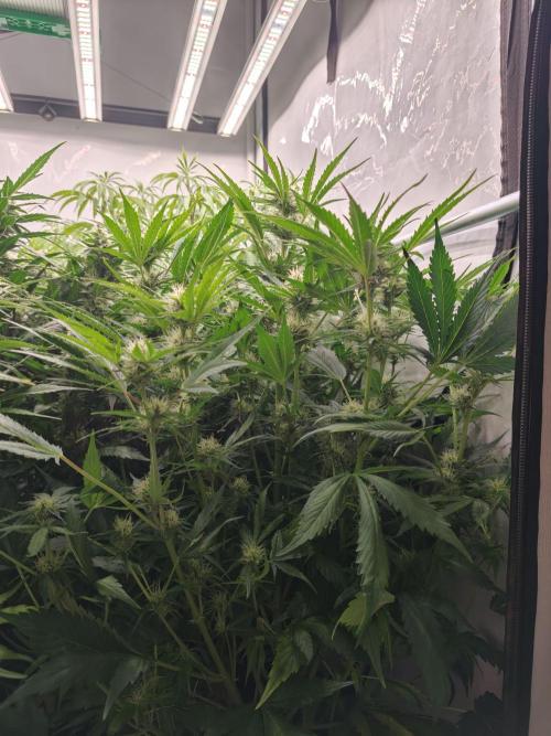 Blueberry Cookies Auto. Week 8