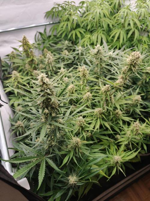 Creamzilla OSS. Week 8