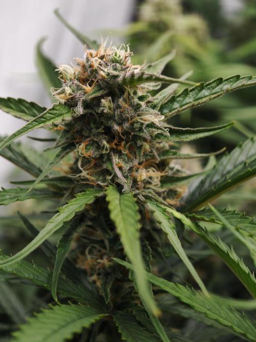 Creamzilla OSS. Week 8