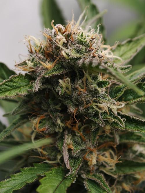 Creamzilla OSS. Week 8