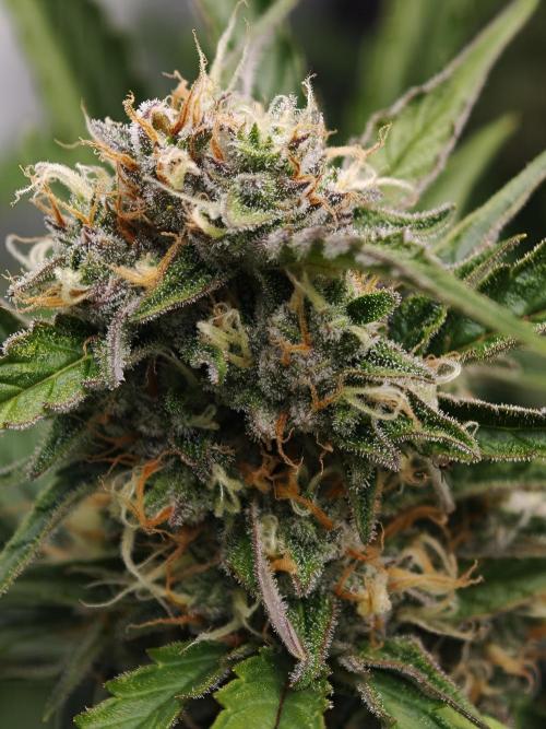 Creamzilla OSS. Week 8