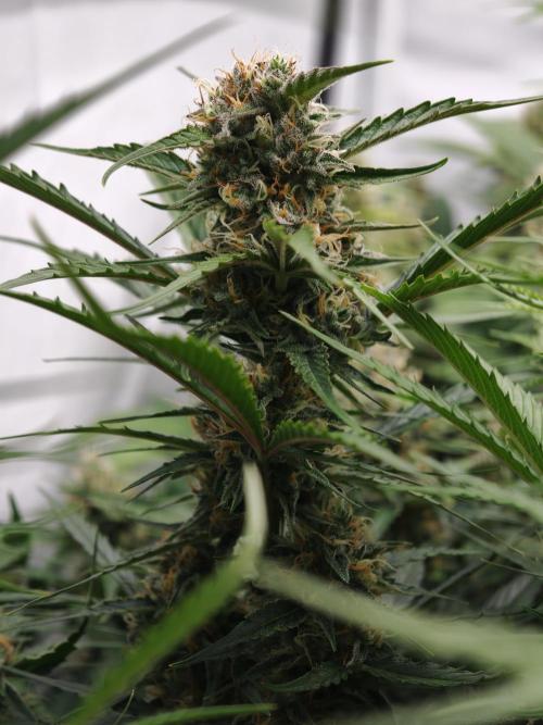 Creamzilla Auto. Week 8