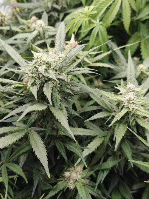 Pink Rozay x Strawberry Banana auto OSS. Week 8