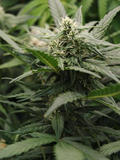 Pink Rozay x Strawberry Banana auto OSS. Week 8