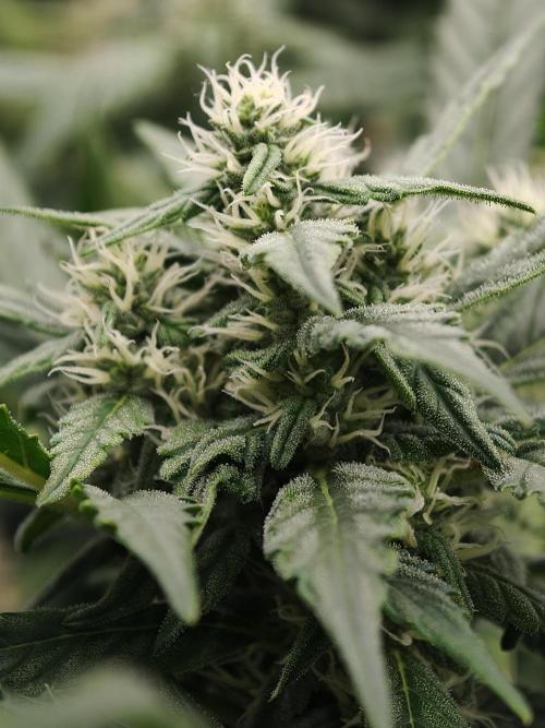 Pink Rozay x Strawberry Banana auto OSS. Week 8