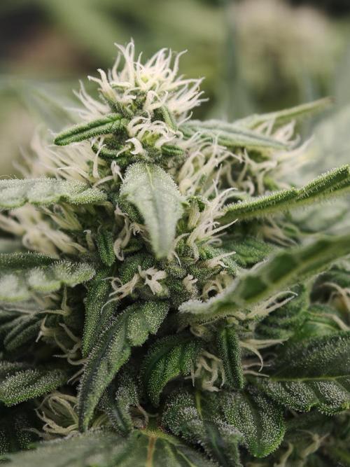 Pink Rozay x Strawberry Banana auto OSS. Week 8