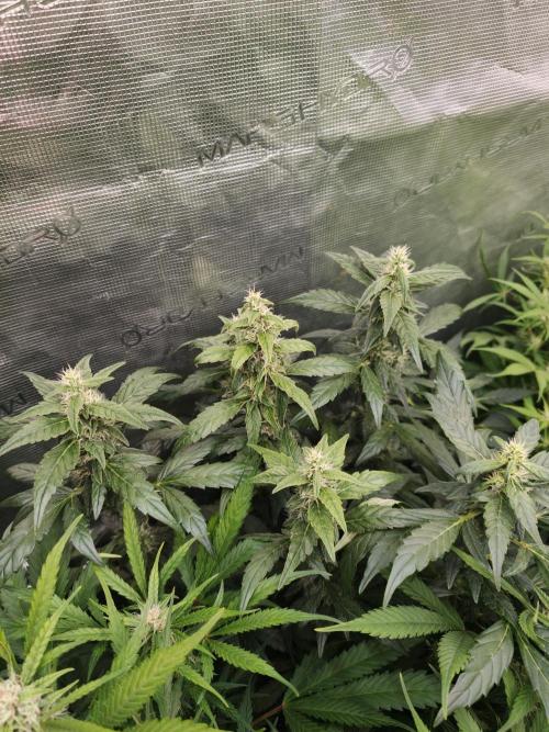 Velvet Drip OSS. Week 8