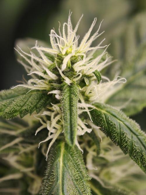 Velvet Drip OSS. Week 8