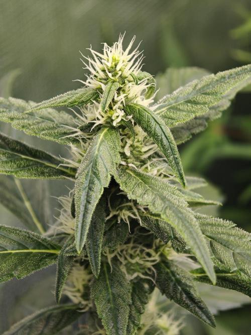 Velvet Drip OSS. Week 8