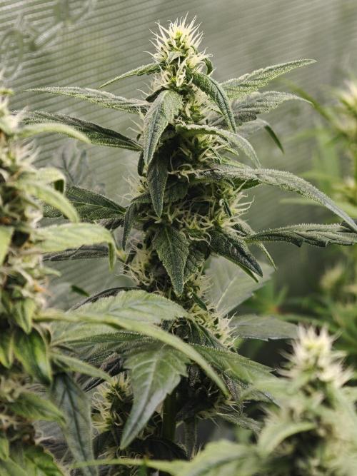Auto Velvet Drip. Week 8