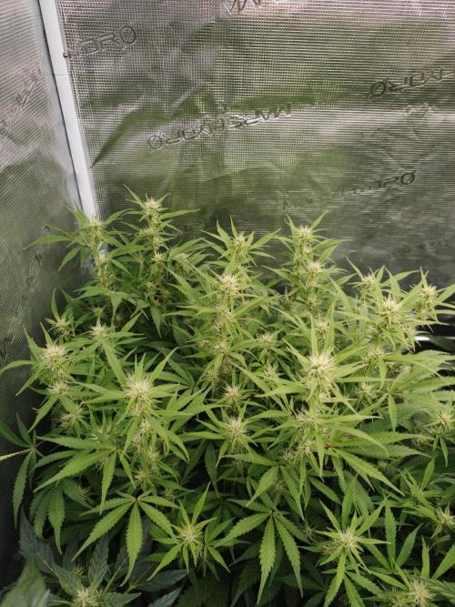 Pineapple Pulse auto OSS. Week 8