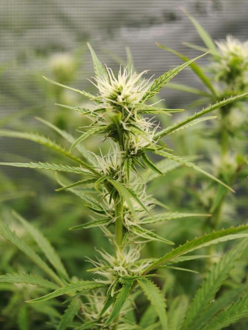 Pineapple Pulse auto OSS. Week 8