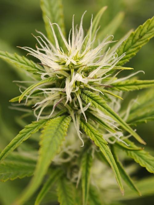 Pineapple Pulse Auto. Week 8