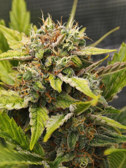 Orange Gorilla auto OSS. Week 8