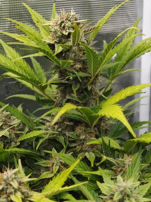 Orange Gorilla auto OSS. Week 8