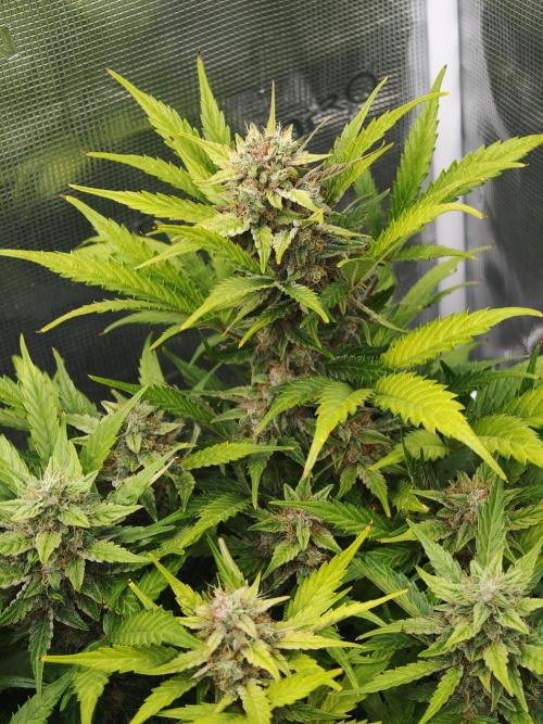 Orange Gorilla auto OSS. Week 8