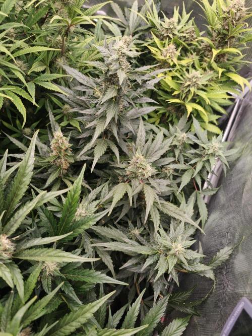 Wedding Cake auto OSS. Week 8