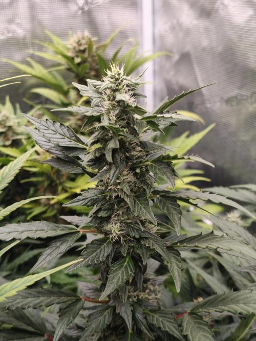 Wedding Cake auto OSS. Week 8