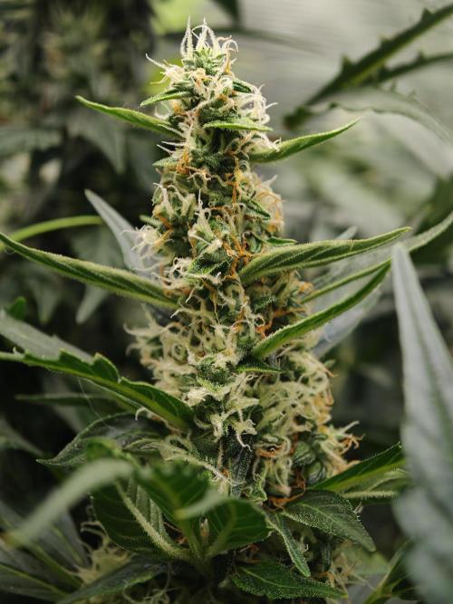 Wedding Cake auto OSS. Week 8