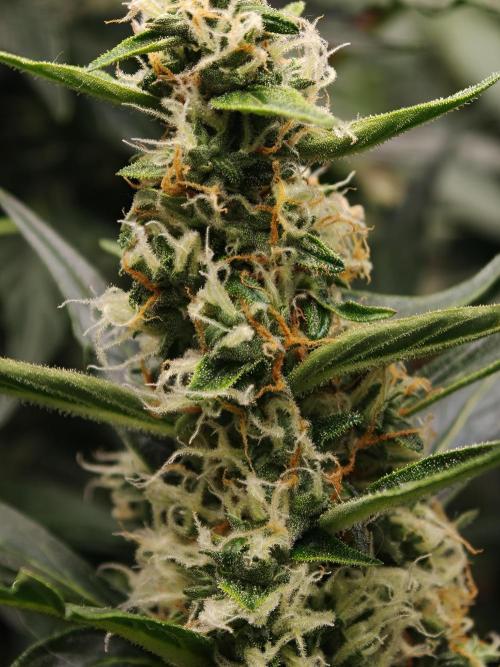 Wedding Cake Auto. Week 8