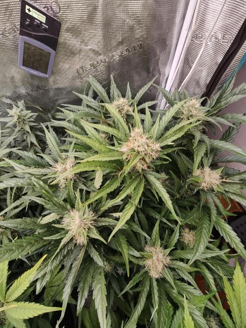 Melon Mosh auto OSS. Week 8