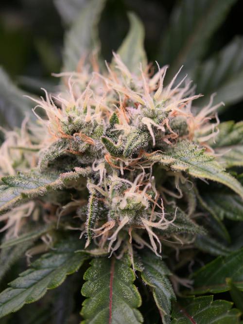 Melon Mosh auto OSS. Week 8
