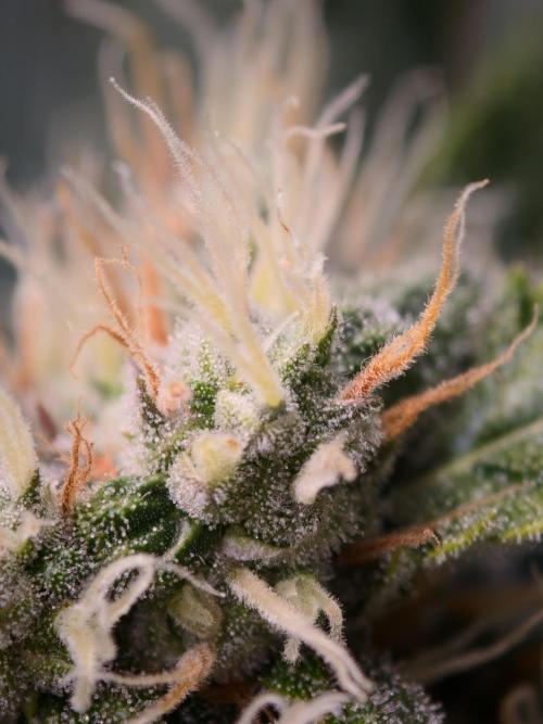 Melon Mosh Auto. Week 8