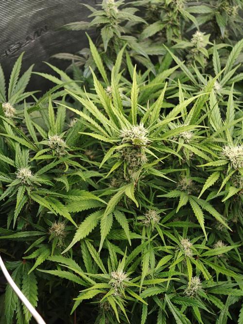 Colorado Cookies XL auto OSS. Week 8