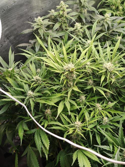 Colorado Cookies XL auto OSS. Week 8