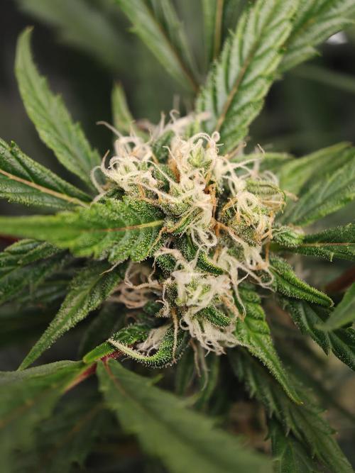Colorado Cookies XL auto OSS. Week 8