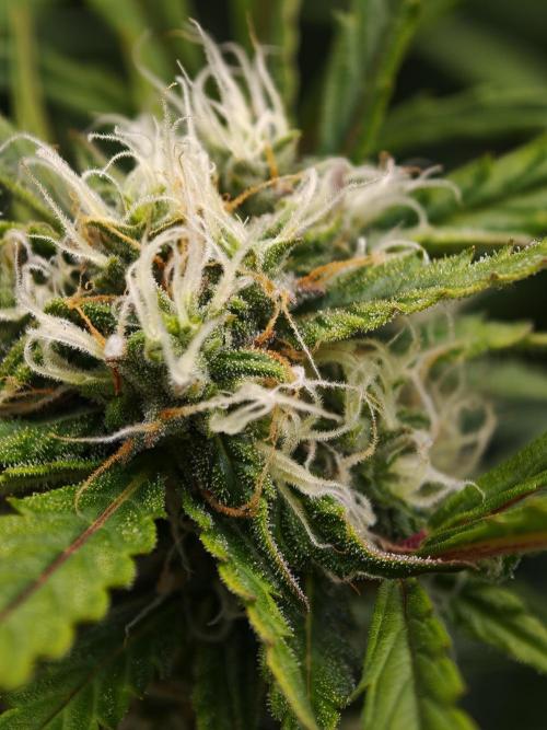 Colorado Cookies XL auto OSS. Week 8