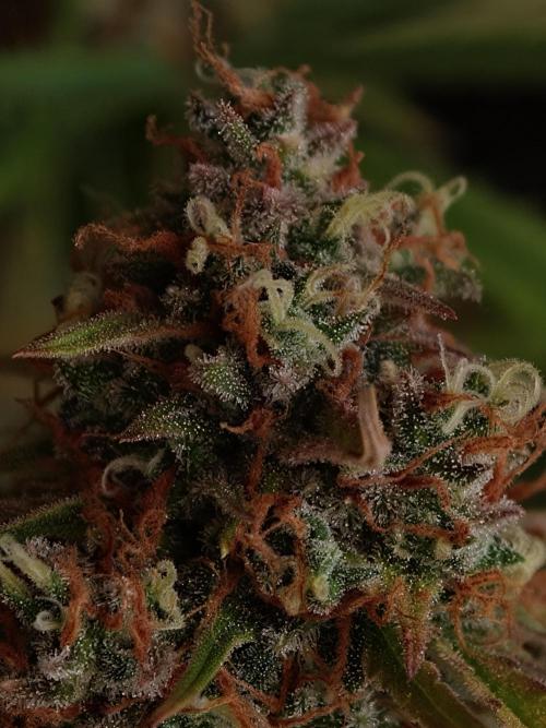 Creamzilla OSS. Week 9