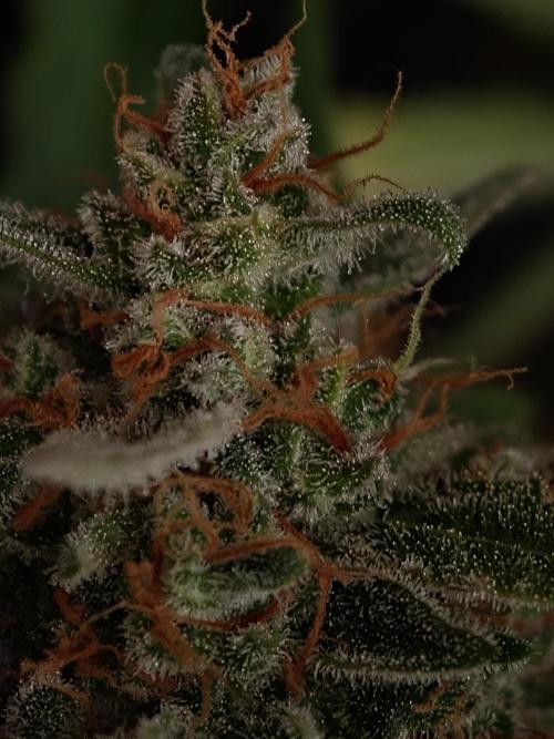 Creamzilla OSS. Week 9