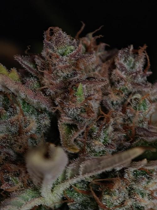 Creamzilla OSS. Week 9