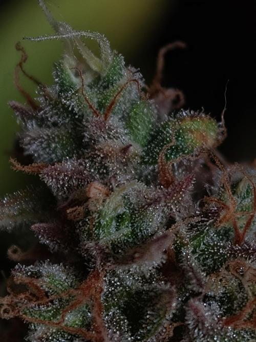 Creamzilla OSS. Week 9